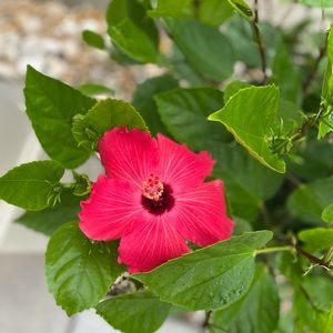 Meet your Posher, Jen